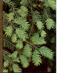 Image of The TIME-LIFE ENCYCLOPEDIA OF GARDENING Evergreens